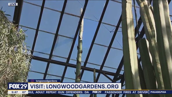 Agave plant stretches through the roof at Longwood Gardens