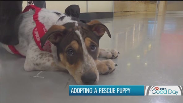 National Puppy Day: Adopting a rescue puppy