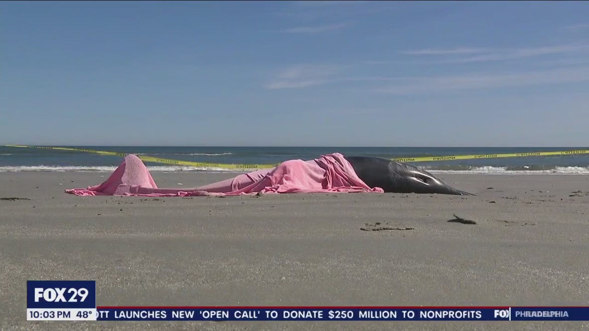 Eight dolphins die in 'mass stranding' on New Jersey beach, officials say