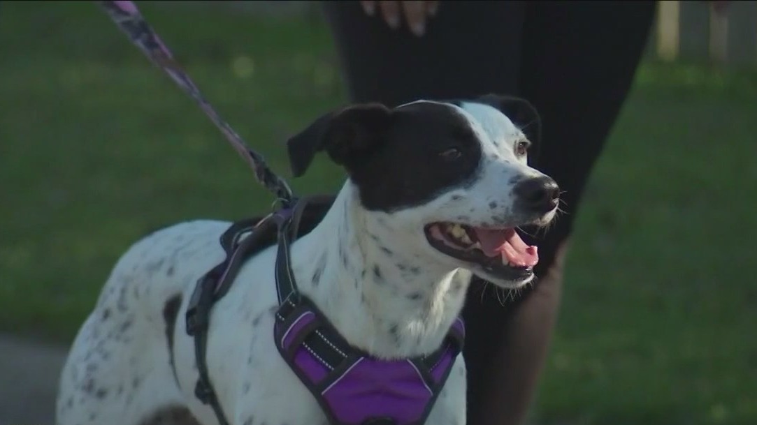 Dog reunited with family after escaping pet resort in Round Rock
