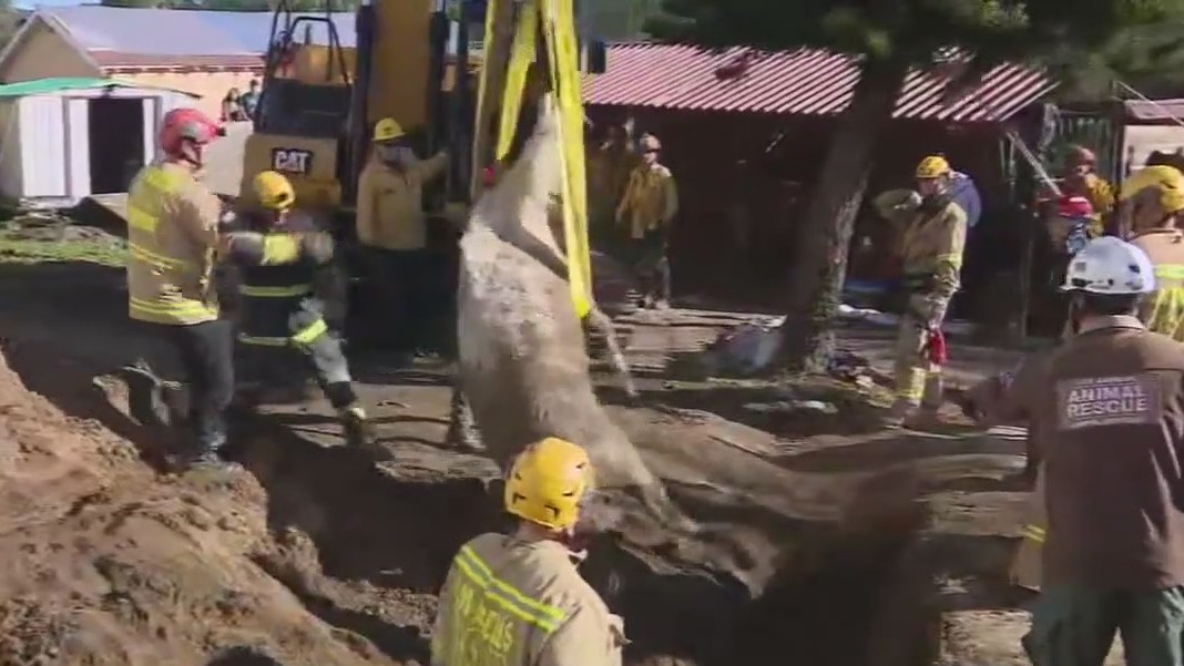 Crew rescues horse from sinkhole