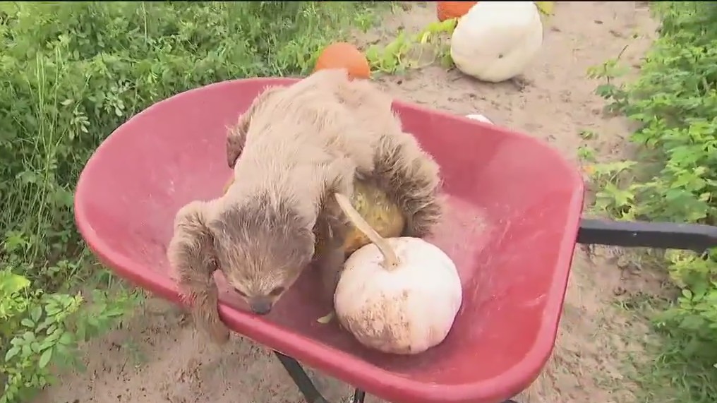 Mayhem Ranch Fall Festival: What to expect