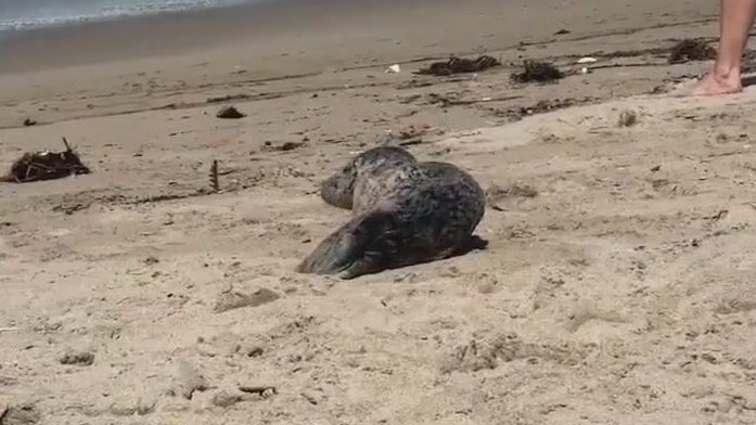 Seal pup rescued from Venice Beach