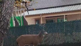 Deer spotted, rescued with Christmas lights stuck to antlers