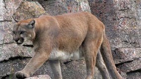 California mountain lions dying on roads at concerning rates, study shows