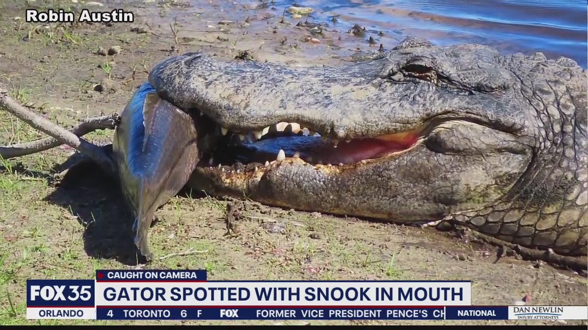 Cold-stunned alligator spotted with snook in mouth at Florida park