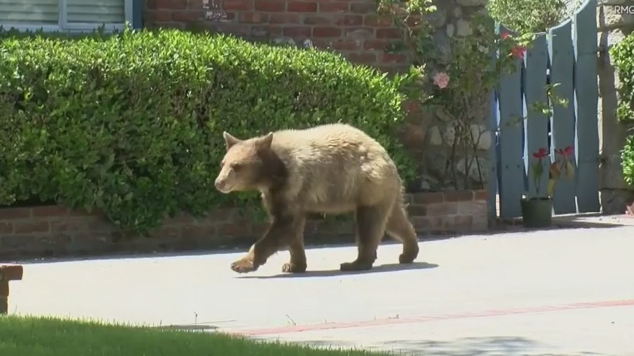 Bear sighting in Sierra Madre