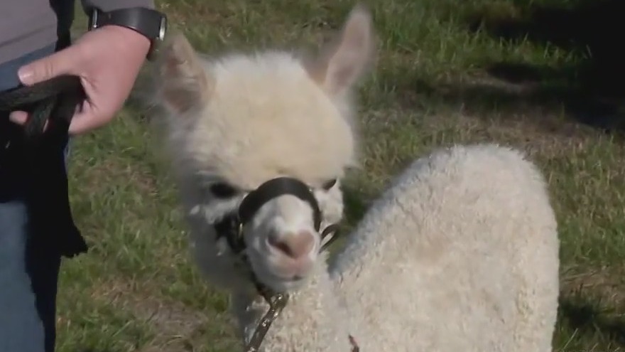 Alpaca's pup cup video goes viral