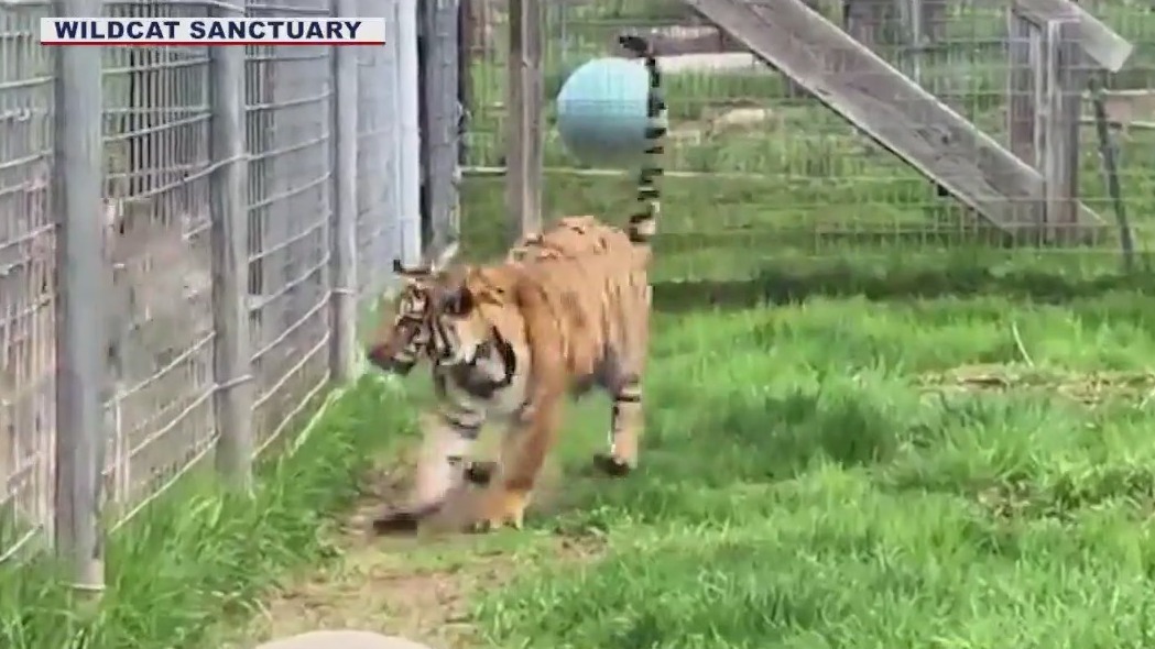 Tiger cub seized from Phoenix now at Minnesota sanctuary