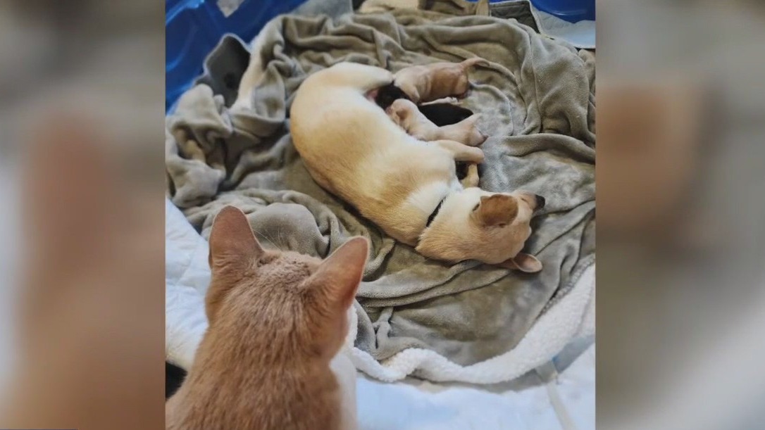 Foster cat, pregnant dog fall in love on Valentine's Day: APA!