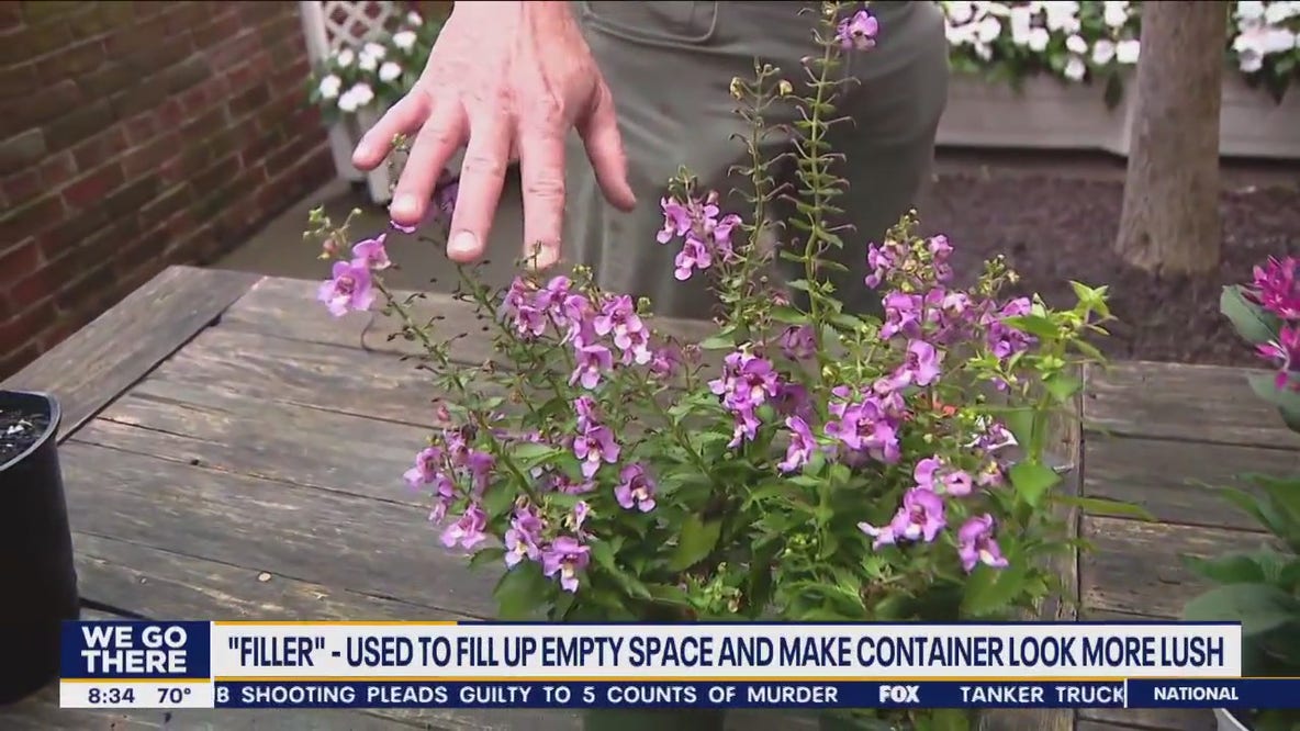 How to have a beautiful garden with limited space