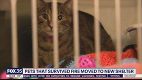 Animals relocated from shelter struck by fire