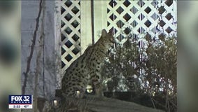 Exotic cat dead after escaping enclosure in Vernon Hills