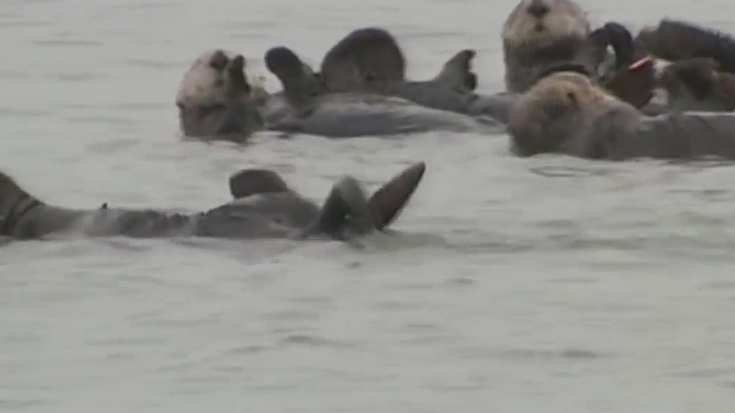 Rare river otter attacks near Lake Tahoe