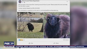 Ram on the run in Mount Laurel as police search for it and the owner