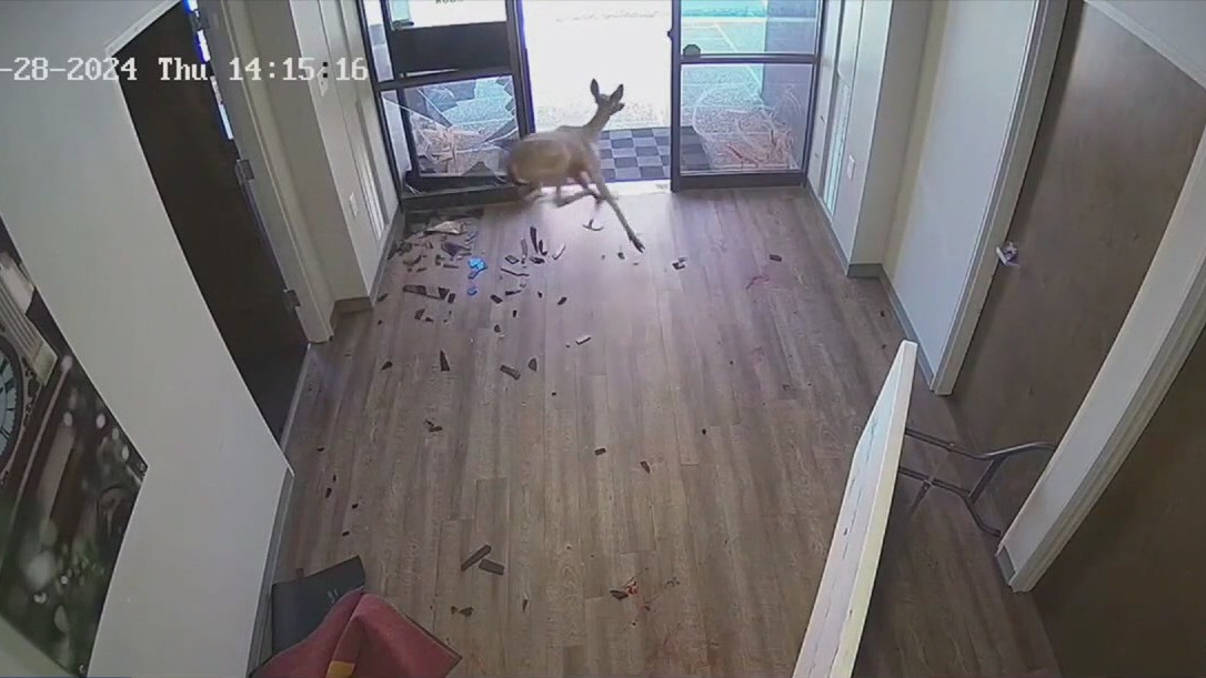 VIDEO: Deer smashes through bank window in Lockhart