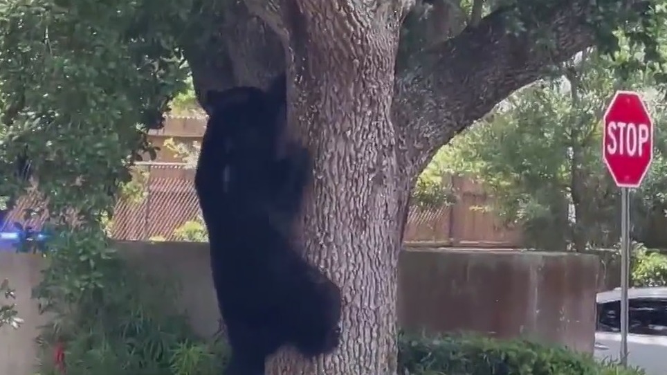 Black bear seen in Altamonte Springs has left the area, FWC says