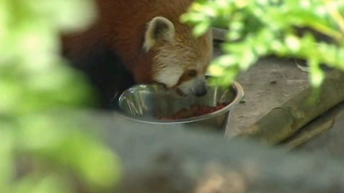 FOX 5 ARCHIVES: Rusty, the missing red panda, found.