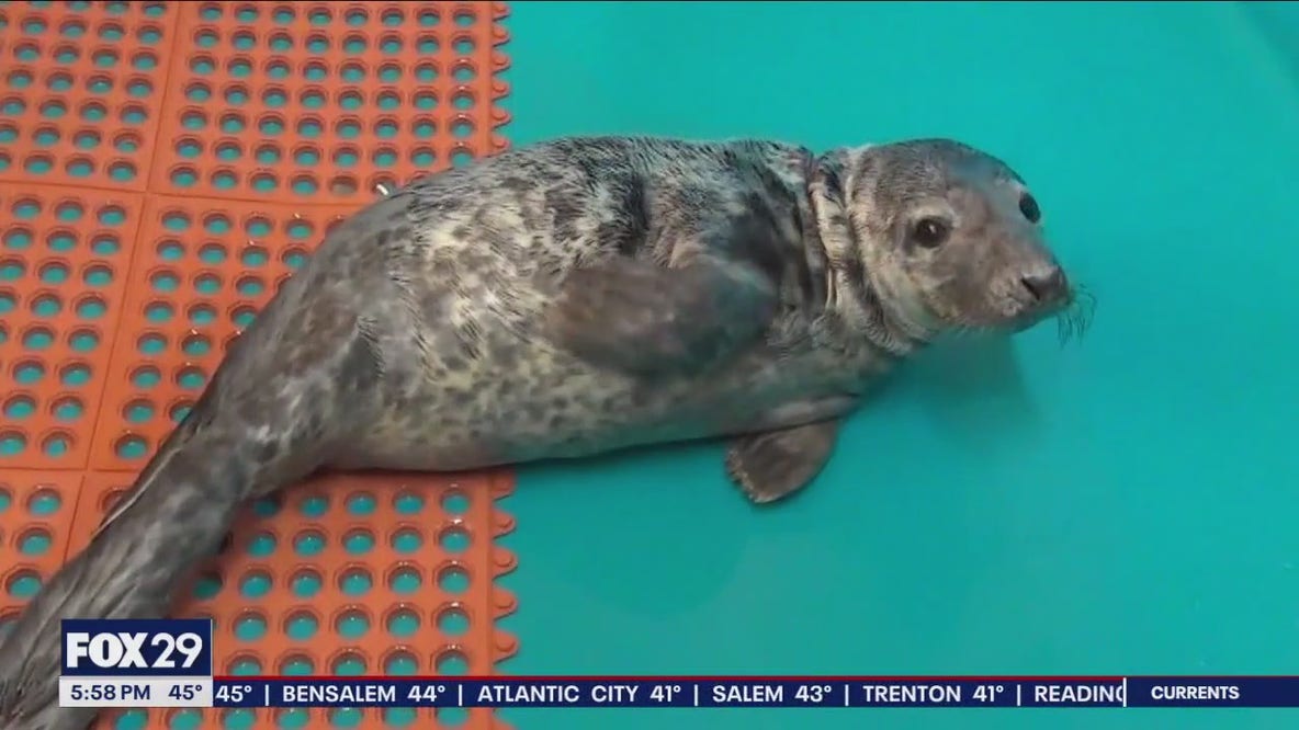 High number of baby seal strandings along New Jersey beaches has wildlife rescue near capacity