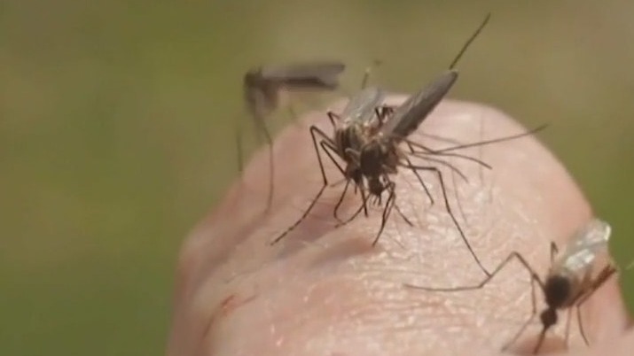 How pest control companies fight mosquitos