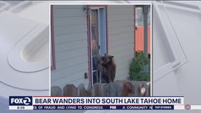 Video: bear wanders into Lake Tahoe home