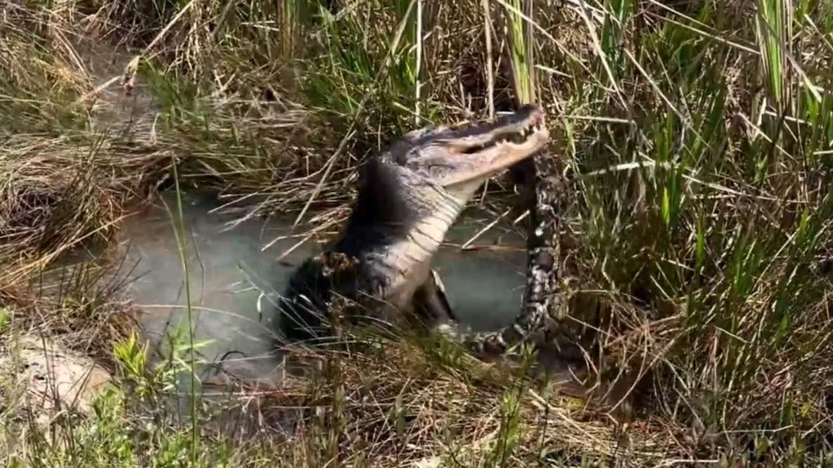 Video shows Florida alligator body slam, eat large python in Everglades