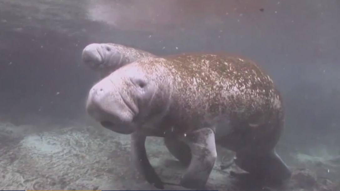 The state of Florida's manatees in 2022