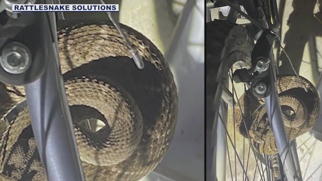Rattlesnake found coiled up in spokes of bike