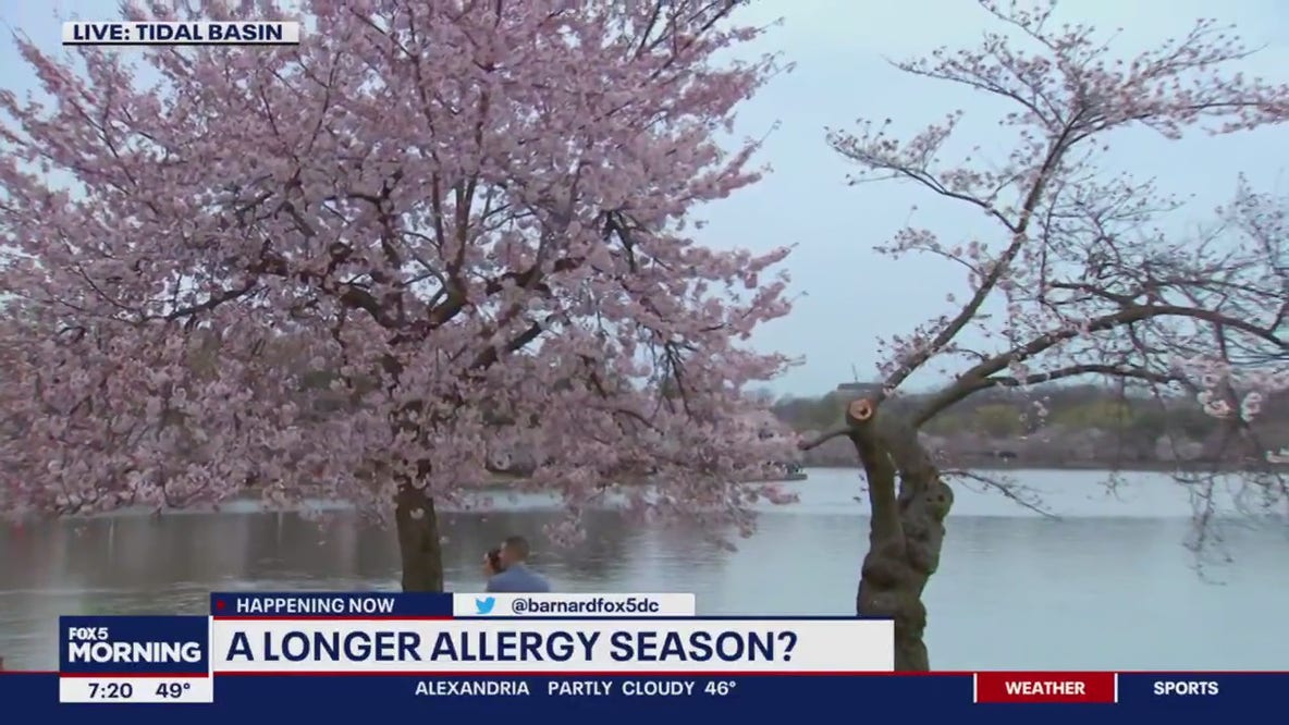 DC’s cherry blossoms near peak bloom