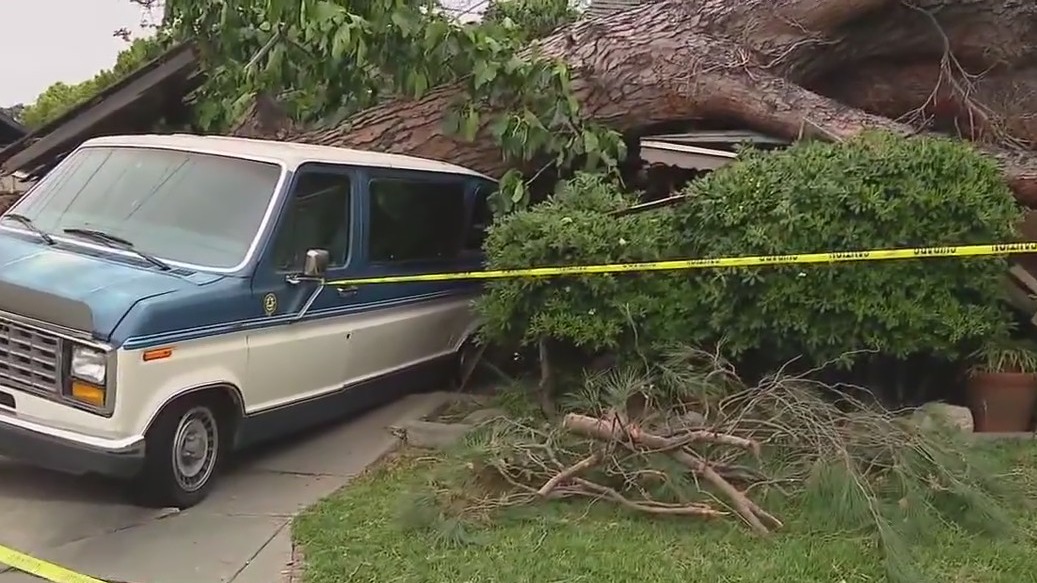 Tree demolishes home, van in Monrovia