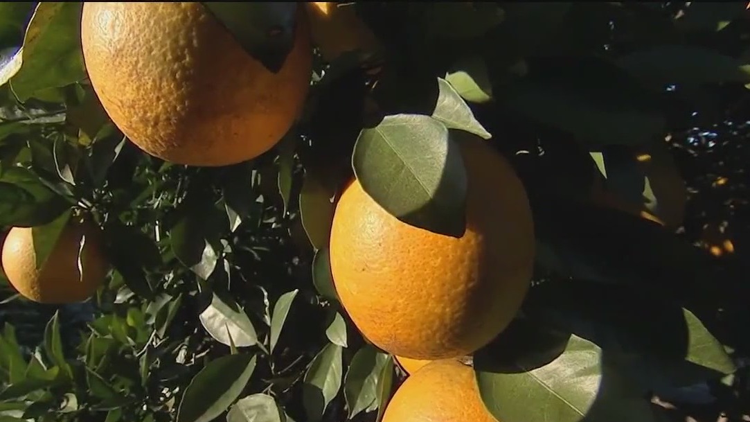 Florida citrus season worst crop since 1930s