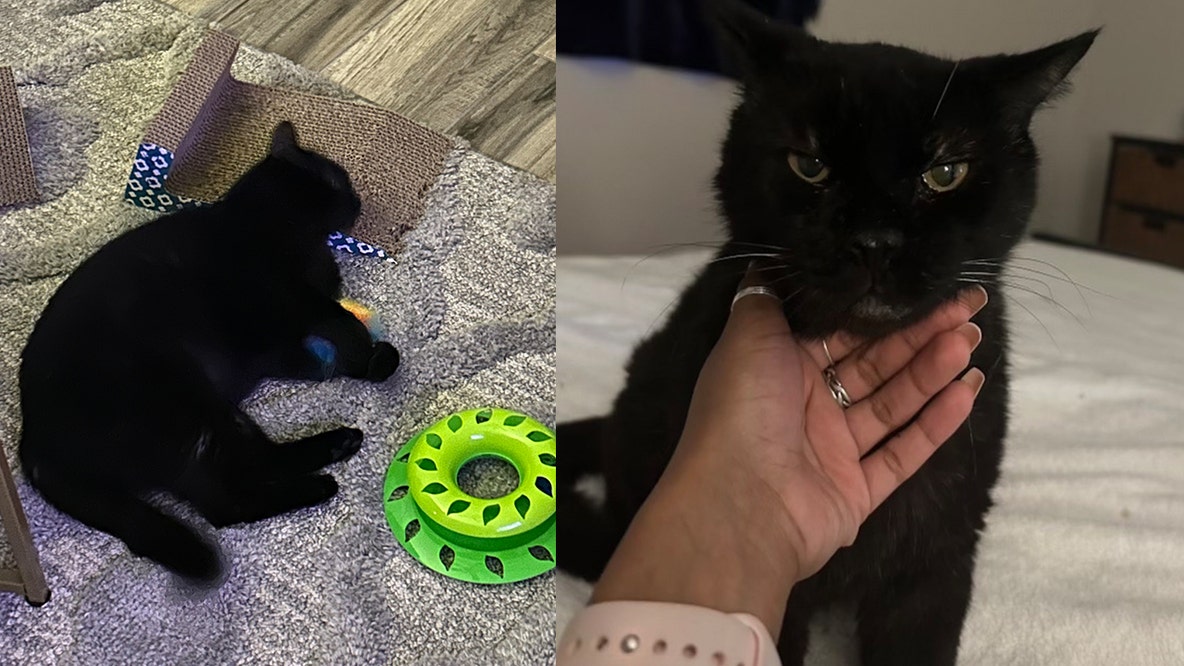 Black cat goes missing from Phoenix boarding facility