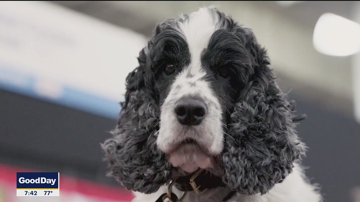 Dallas event helps you find the perfect dog breed