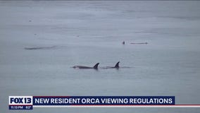 New resident orca viewing regulations