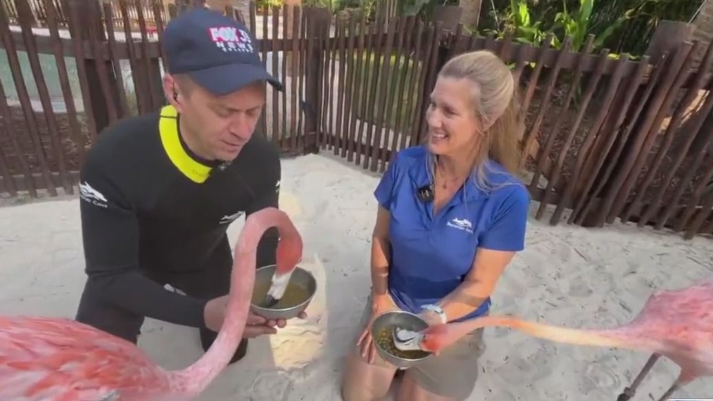 This new experience brings you up close to the famous pink birds