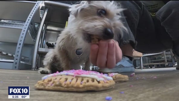 Gilbert 'barkery' making Valentine's Day treats for dogs