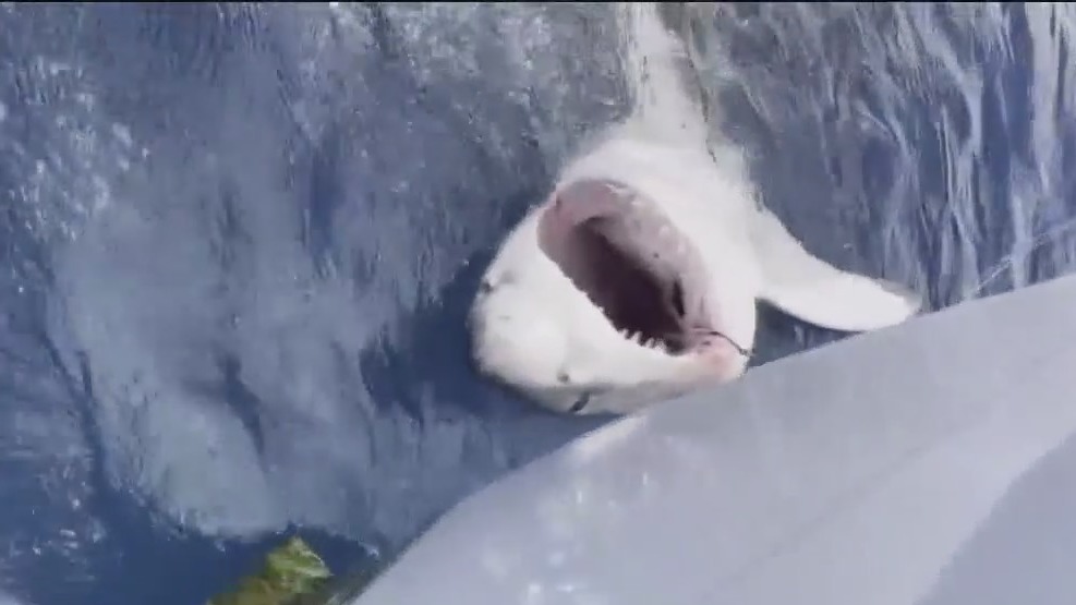 12-year-old boy reels in great white shark during Florida fishing trip