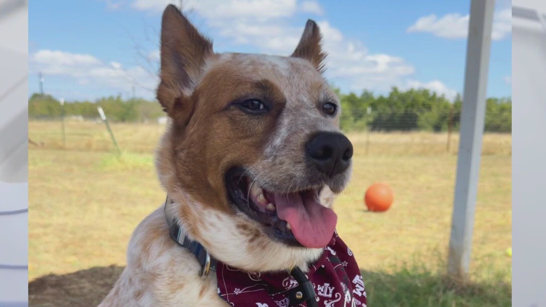 Adopt Sam from Texas Human Heroes!