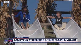 Leesburg Animal Pumpkin Village hosts its fall festival!