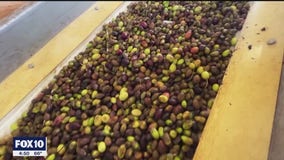 Queen Creek Olive Mill | Made in Arizona