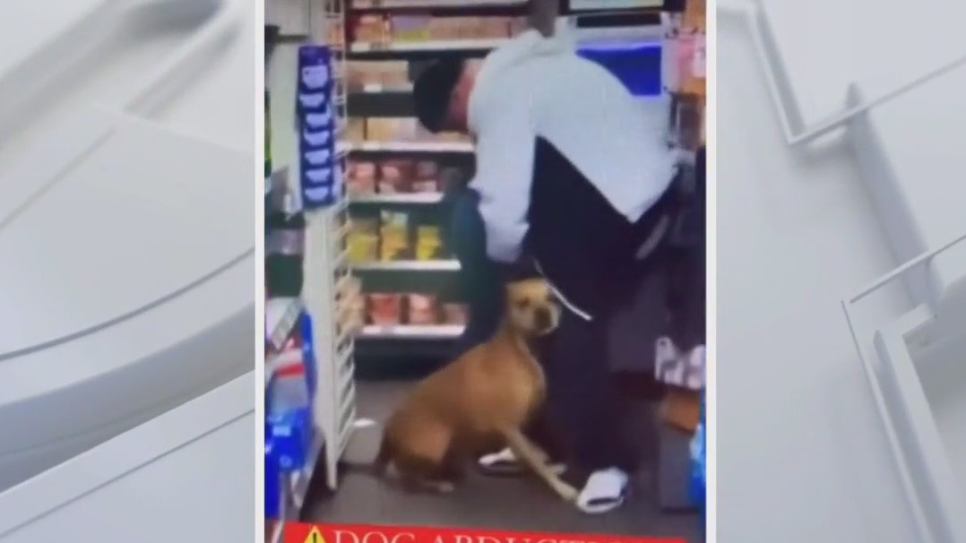 Dog allegedly stolen from owner at 7-Eleven