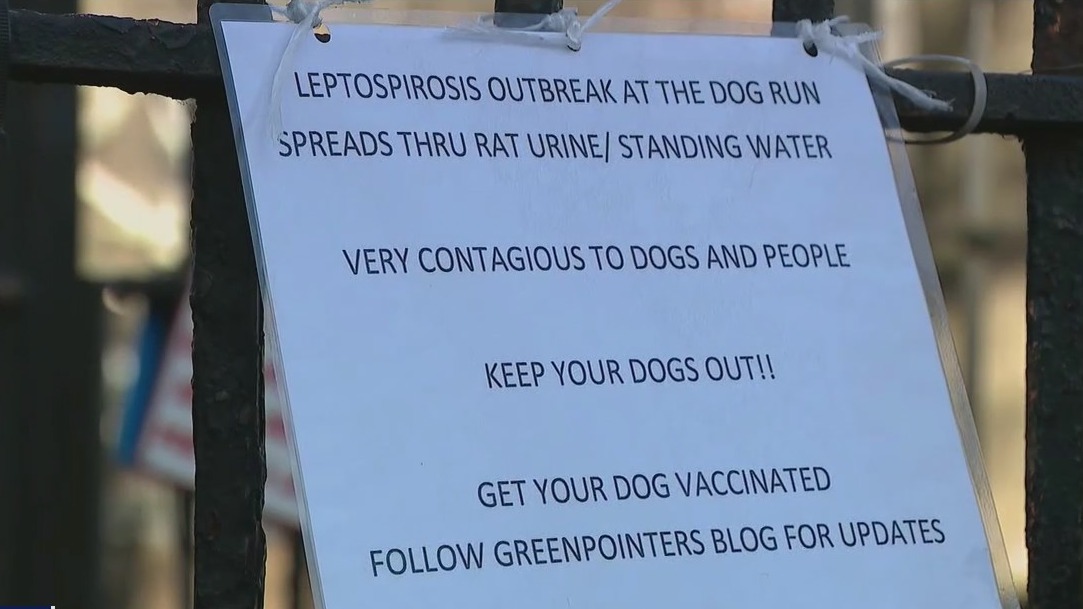 Possible health concerns at Brooklyn dog parks