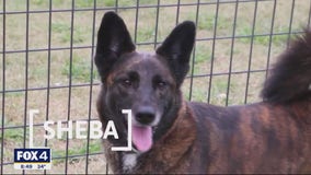 Dog of the Day: Sheba
