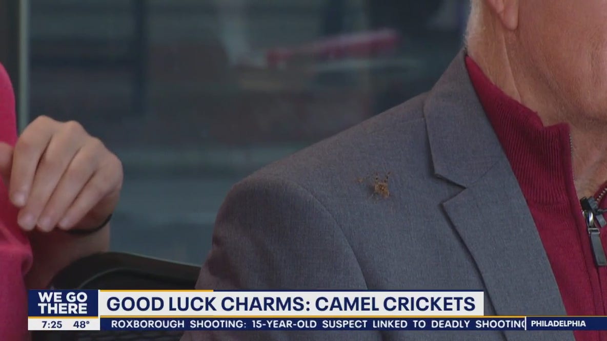 Camel crickets back at FOX 29 for good luck ahead of Phillies NLCS Game 1