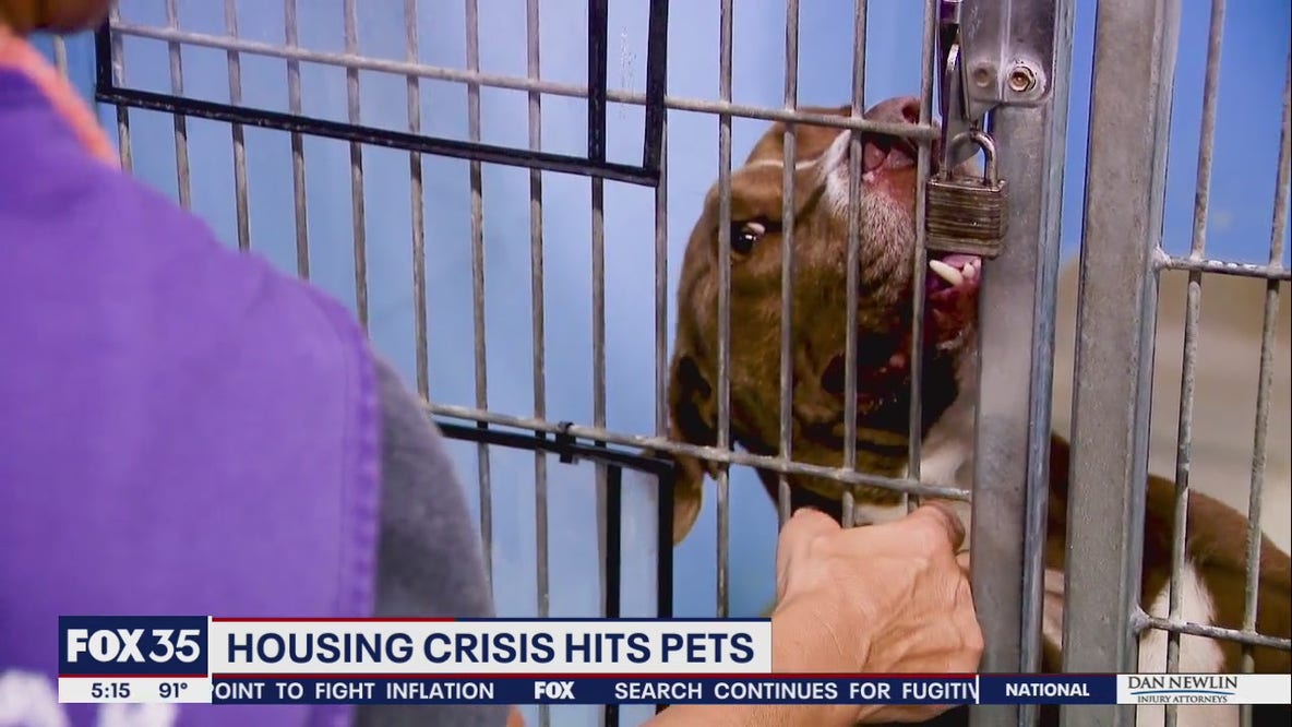 Housing crisis impacting pets