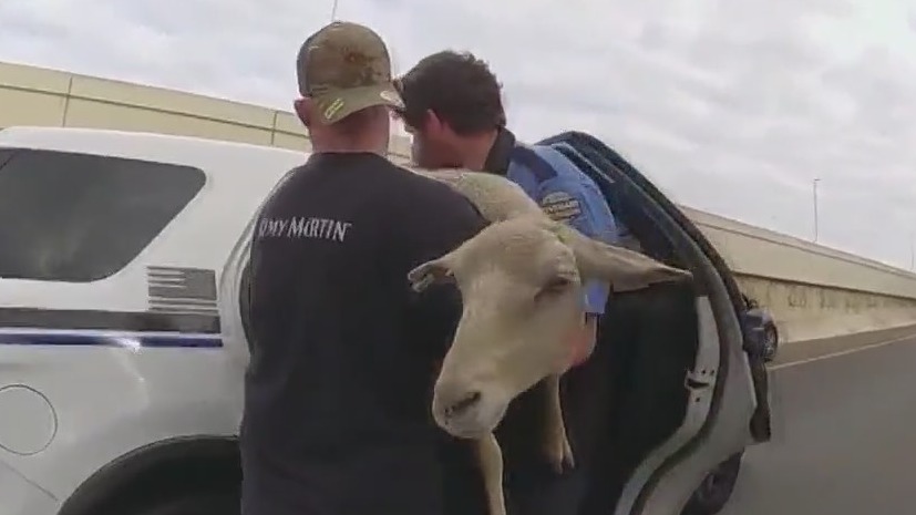 Mama sheep and babies found on I-4 in Florida