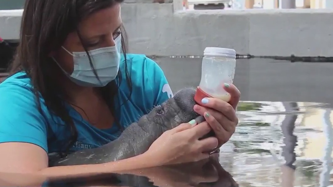 Florida manatees continue to die off at alarming rate