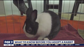 What to know before you adopt a rabbit
