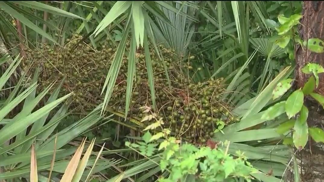 Berry burglars busted in Florida