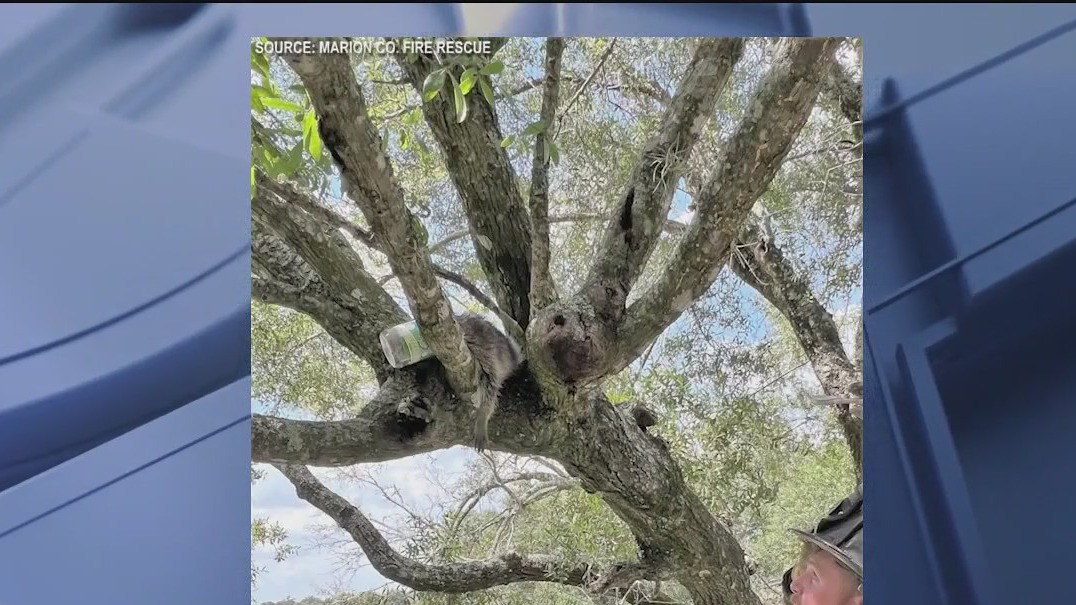 Raccoon gets head stuck in jar